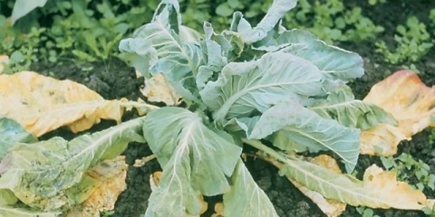 Donji listovi kupusa žute: šta učiniti